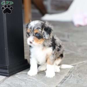 Bree, Cavapoo Puppy